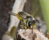 Megachile centuncularis